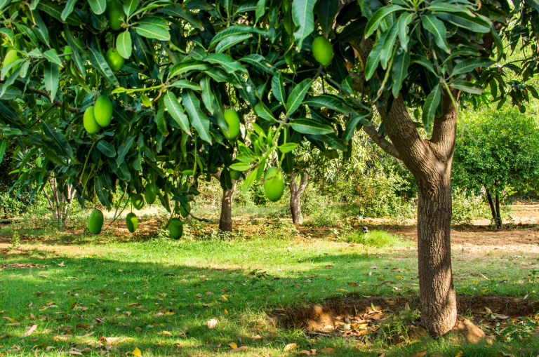 Mango Farming