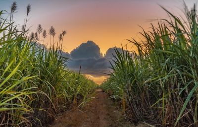 Agriterra Sugar Production