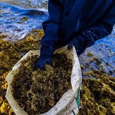 Seaweed Composting