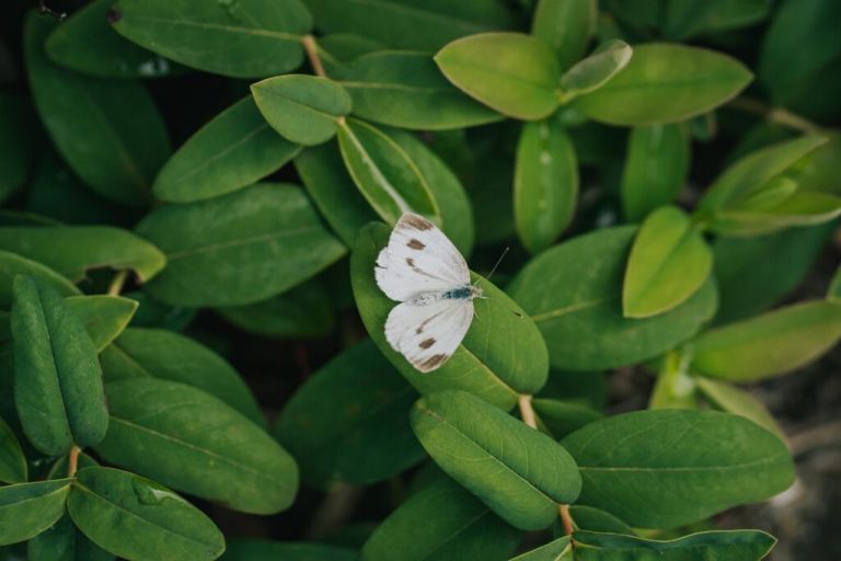 Mauritius Invasive Pest Management