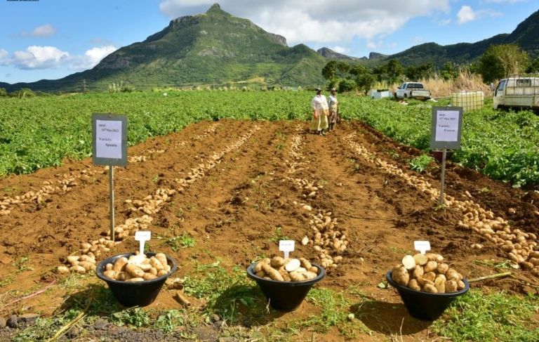 Local Potato Production Mauritius