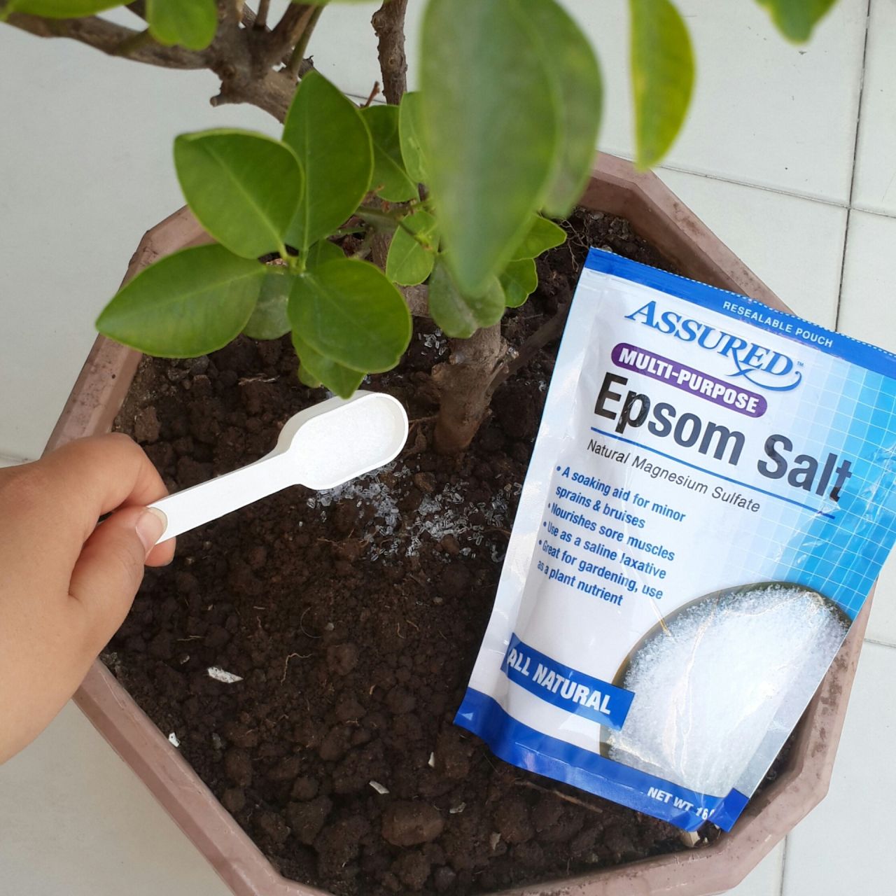How to Use Epsom Salt for Plants Tips and Benefits