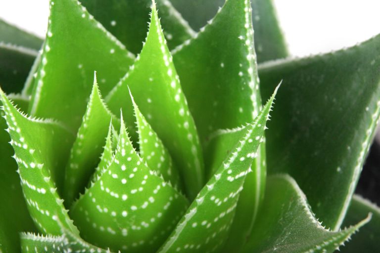 Guide to Aloe Vera Care