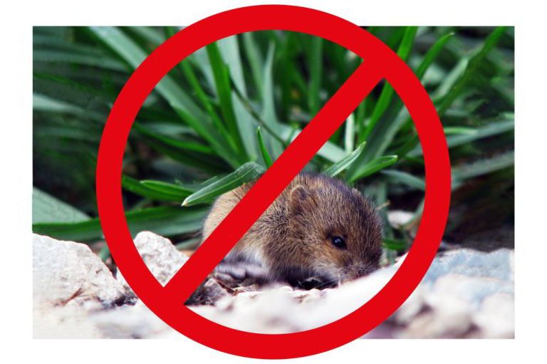 Home remedies to repel rodents