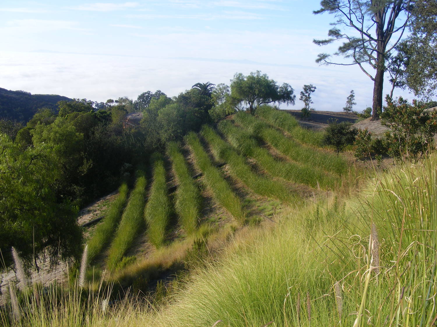 How to Plant Vetiver Hedges for Erosion Control