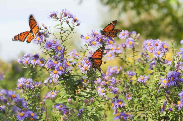 Butterfly garden