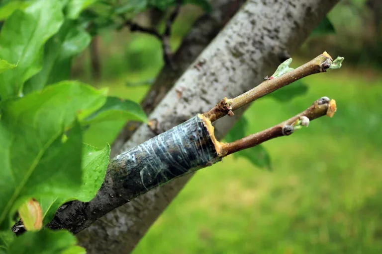 Plant Grafting Techniques