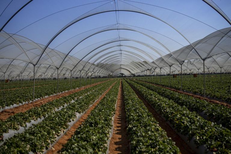 Agriculture Shade Nets