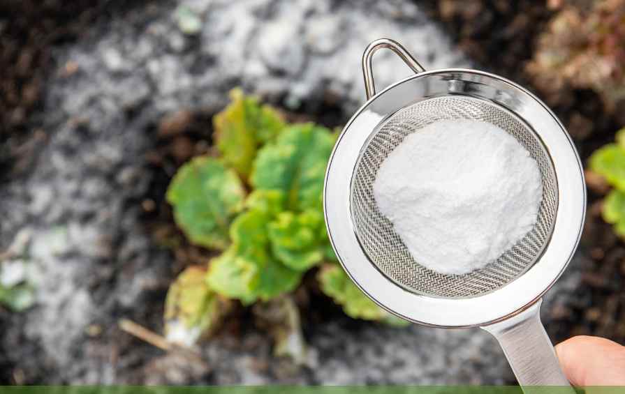 How to Use Baking Soda Fungicide for Gardens | Organic Garden Care Guide