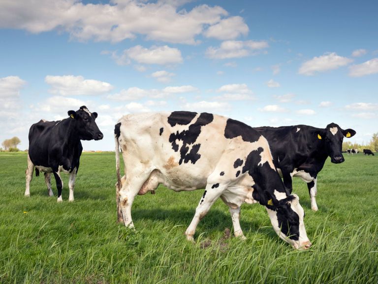 Cow manure composting