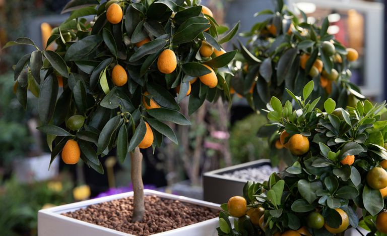 Grow indoor fruit trees