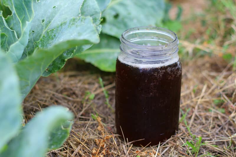 How to Make Compost Tea