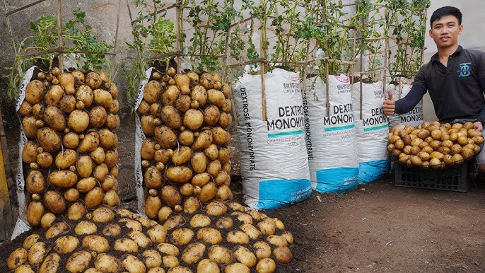 How to grow potatoes in a bag