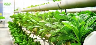 Aquaponics Farming Benefits: A Sustainable Solution for Modern Agriculture