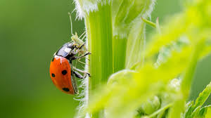 Beneficial insects for gardens