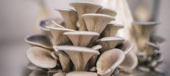 How to Grow Oyster Mushrooms at Home – A Step-by-Step Guide