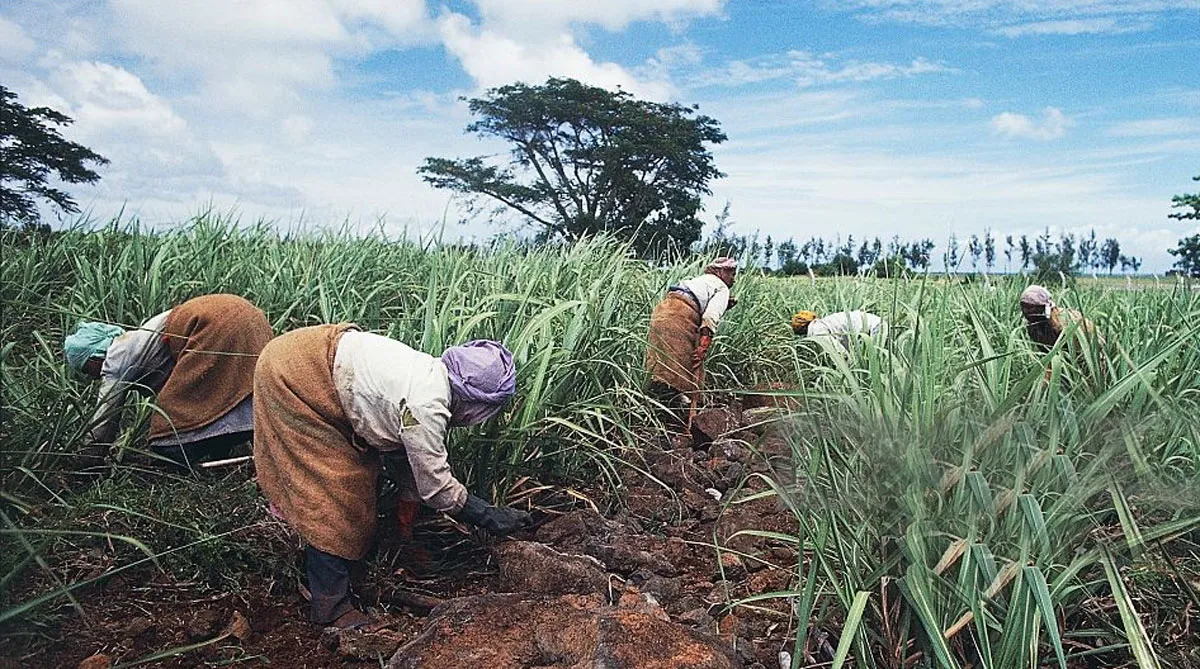 2024 Sugar Harvest Mauritius