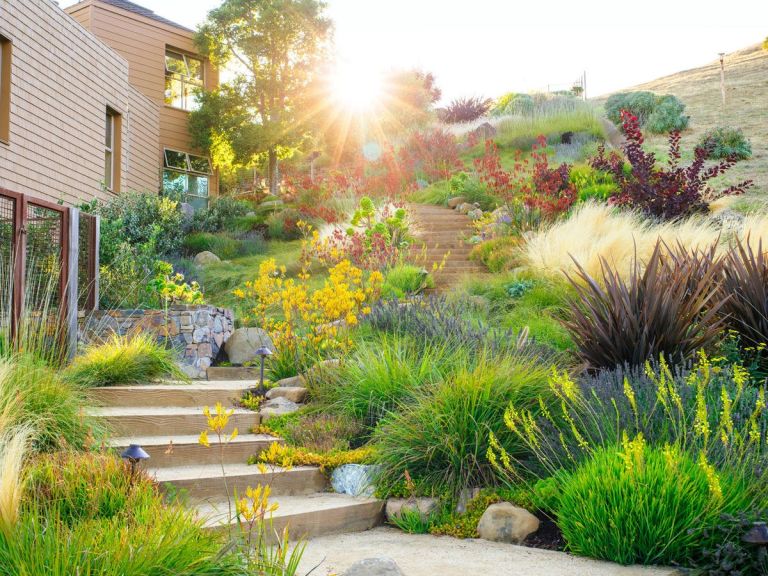 Drought-tolerant plants