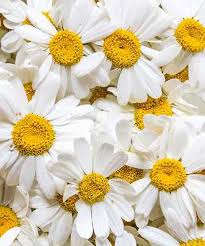 Essential Guide to Growing and Caring for Daisies in Your Garden