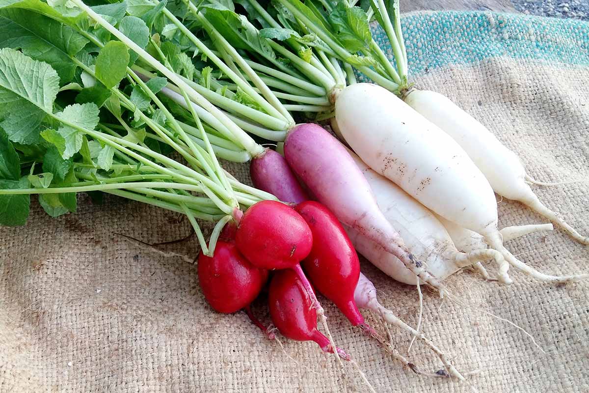 growing radishes at home