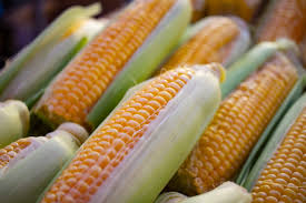 Step-by-step Guide to Growing Maize/Corn