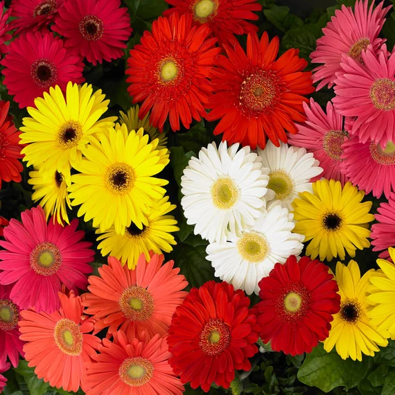 Master Gerbera Daisy Growth