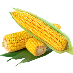 Maize / Corn / Maïs (per Kg)
