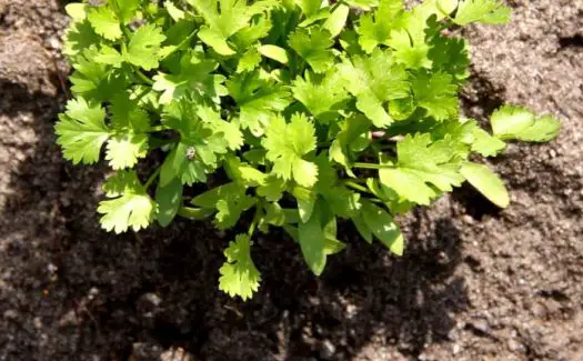 coriander